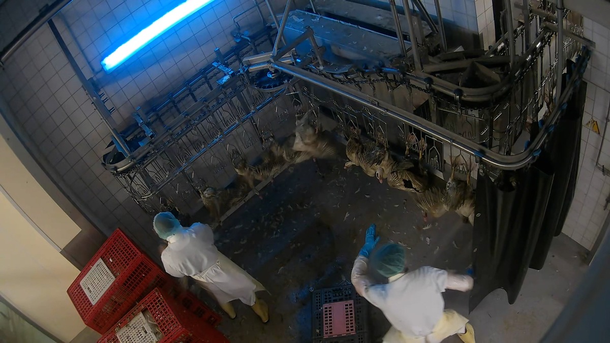 Dithmarscher Geflügel kesimhanesinde hayvanlara işkence görüntüleri