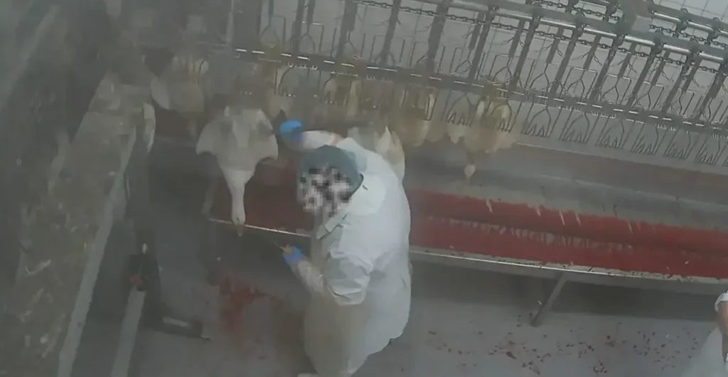 Dithmarscher Geflügel kesimhanesinde hayvanlara işkence skandalı Dithmarscher Geflügel kesimhanesinde hayvanlara işkence görüntüleri