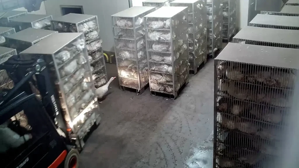Dithmarscher Geflügel kesimhanesinde hayvanlara işkence skandalı Dithmarscher Geflügel kesimhanesinde hayvanlara işkence görüntüleri